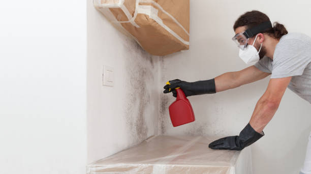 Professional Black Mold Remediation technician working in Bridgeport, WA