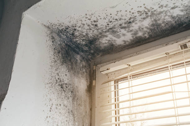 Affordable Black Mold Remediation solutions in Bridgeport, WA
